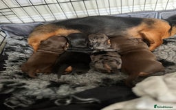 Miniature Dachshund dogs for sale: Miniature Daschunds  - Image 24