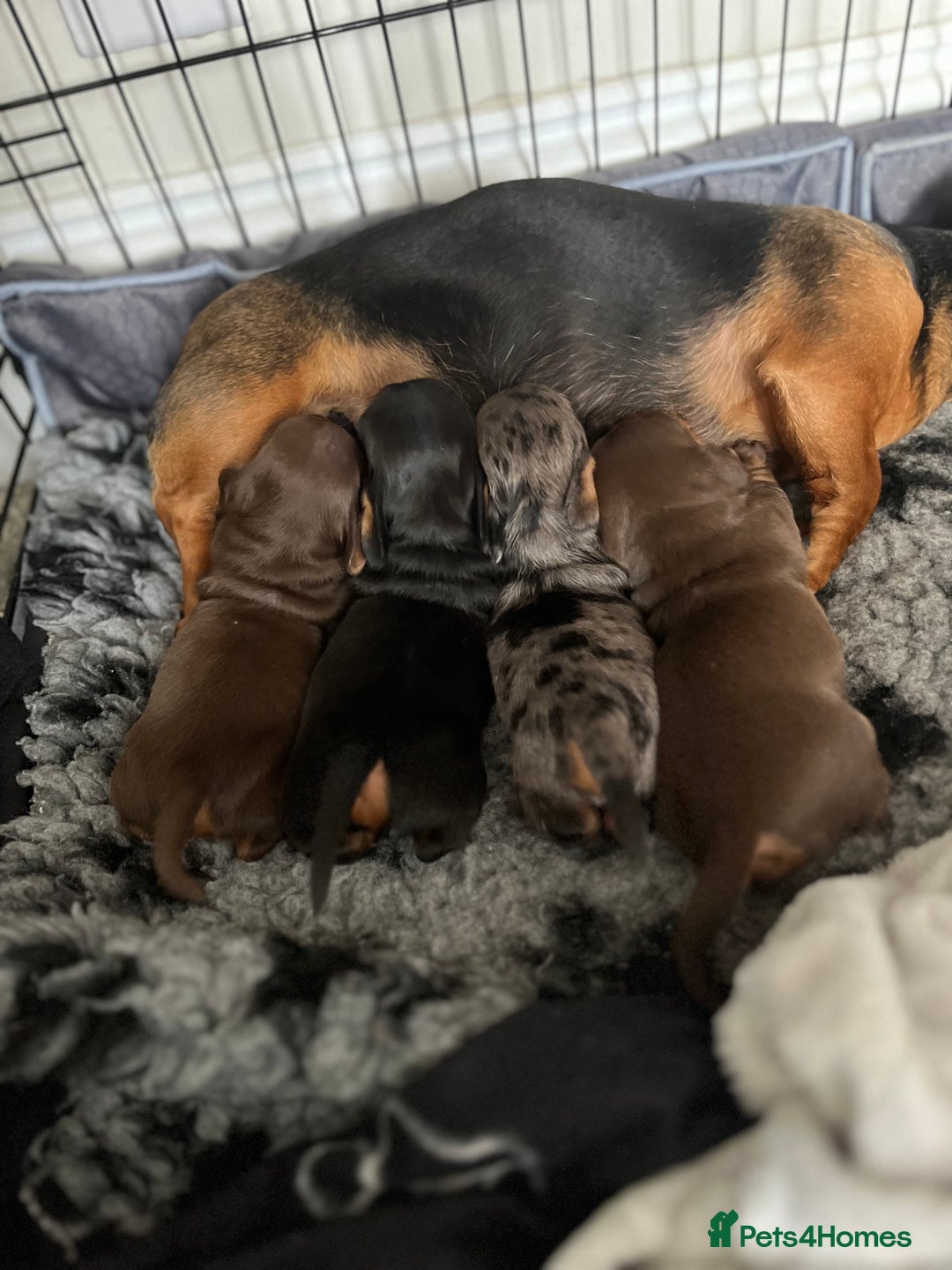 Miniature Dachshund dogs for sale: Miniature Daschunds  - Image 24