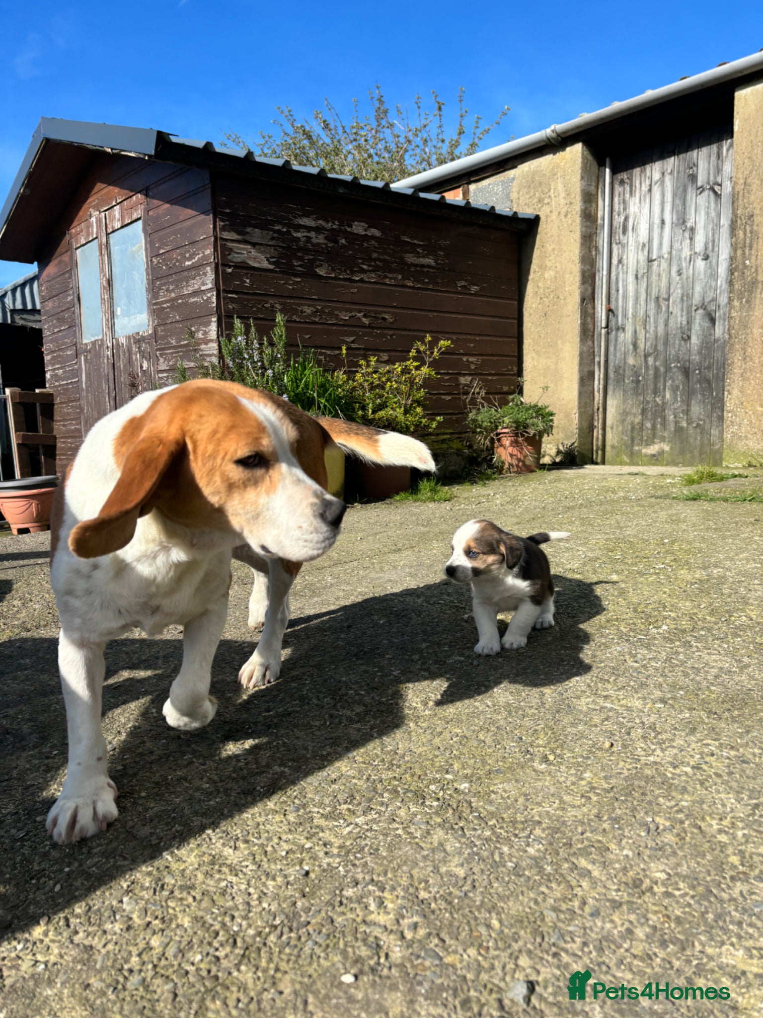Mixed Breed dogs Beagle x Border Collie Pups - Advert 1
