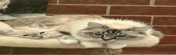 Ragdoll cats for sale: Gorgeous GCCF reg ragdoll babies.  - Advert 1