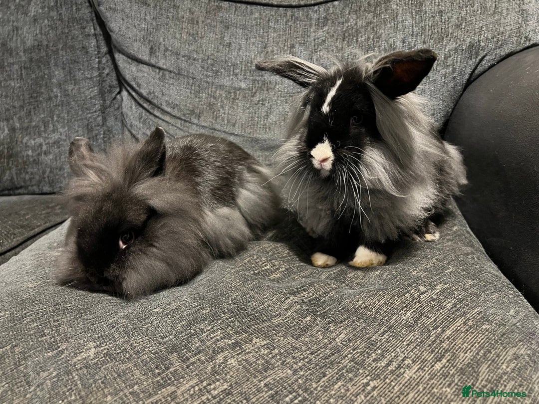 Mini Lion Lop rabbits for sale: Mini lion lop bucks - Advert 3