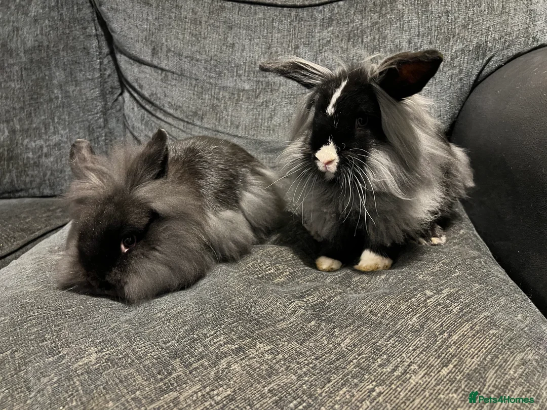 Mini Lion Lop rabbits for sale: Mini lion lop bucks - Advert 3