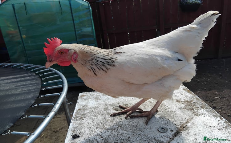 Chickens poultry - Advert 1