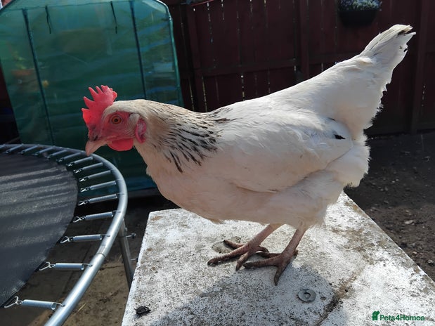 Chickens poultry - Advert 2