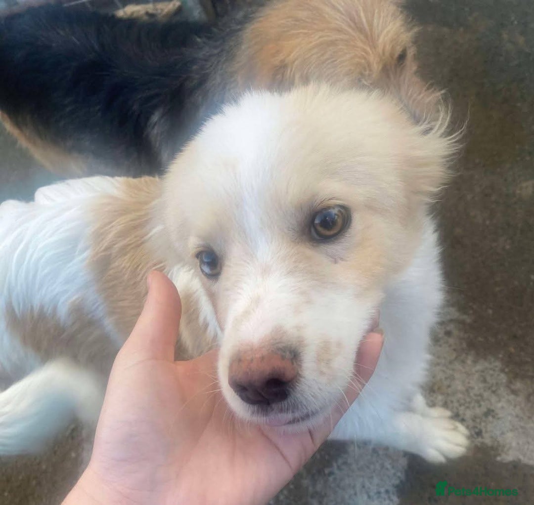 Mixed Breed dogs for adoption: Meet Stark, currently residing in Essex - Advert 4