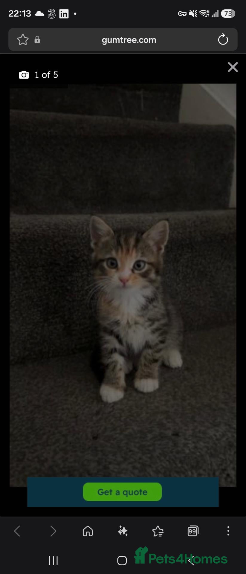 Mixed Breed cats for sale: Tabby Kitten - Advert 4