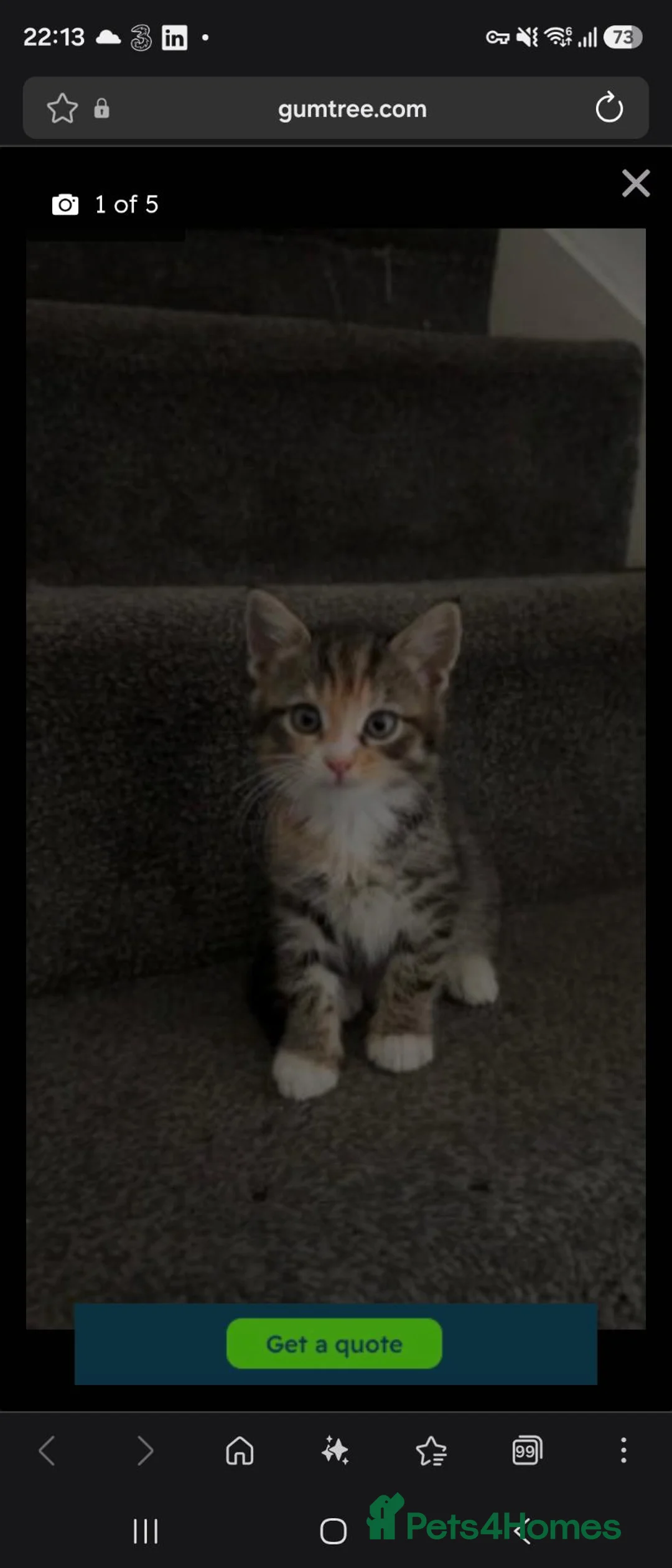 Mixed Breed cats for sale: Tabby Kitten - Advert 1