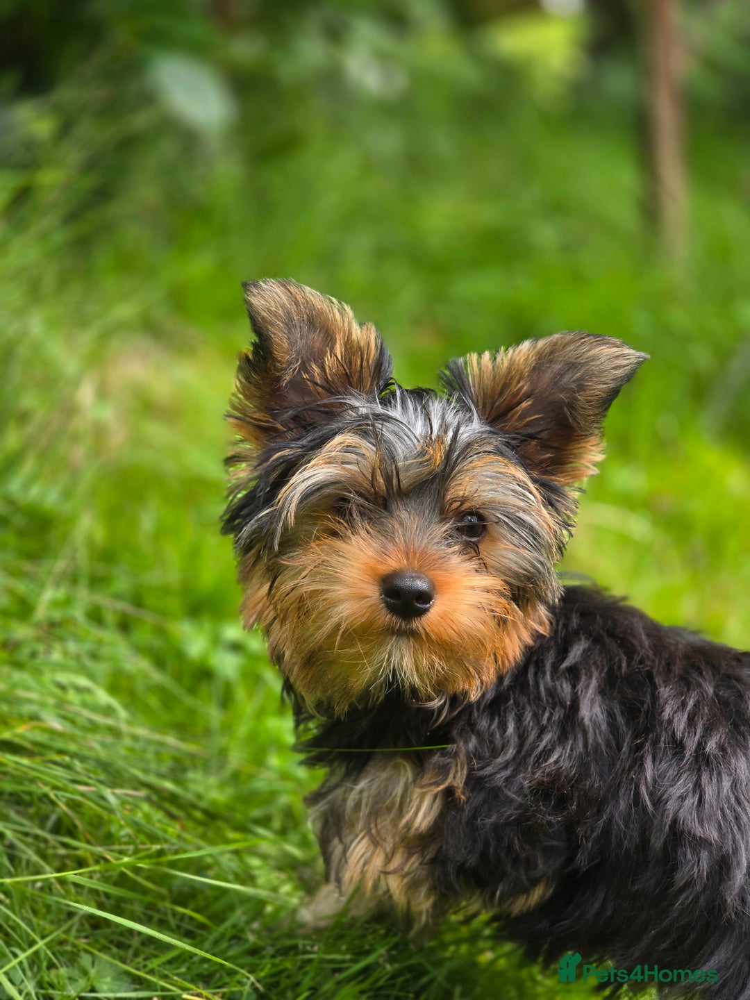 Yorkshire Terrier dogs for sale: Yorkshire terrier for sale 🐶🐶🐶 in Johnstone - Image 16
