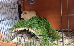 Guinea Pig rodents for sale: Two Guinea pigs with large double hutch and run - Image 7