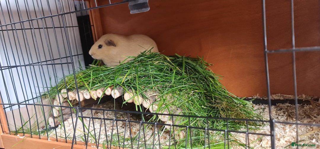 Guinea Pig rodents for sale: Two Guinea pigs with large double hutch and run - Image 7