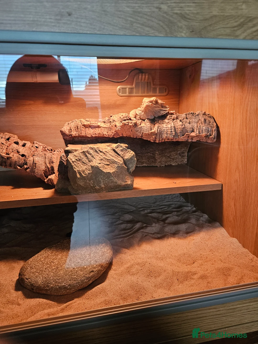 Bearded Dragon reptiles for sale: Bearded dragon  in Leven - Advert 3