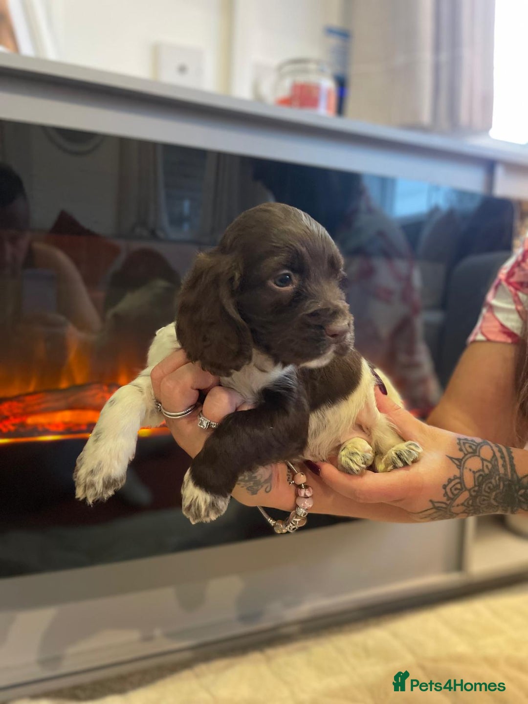 Cocker Spaniel dogs for sale: Cocker spaniel puppies ready to go now MERLE - Image 14