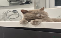British Shorthair cats for sale: FEMALE BRITISH SHORT HAIR  - Image 1
