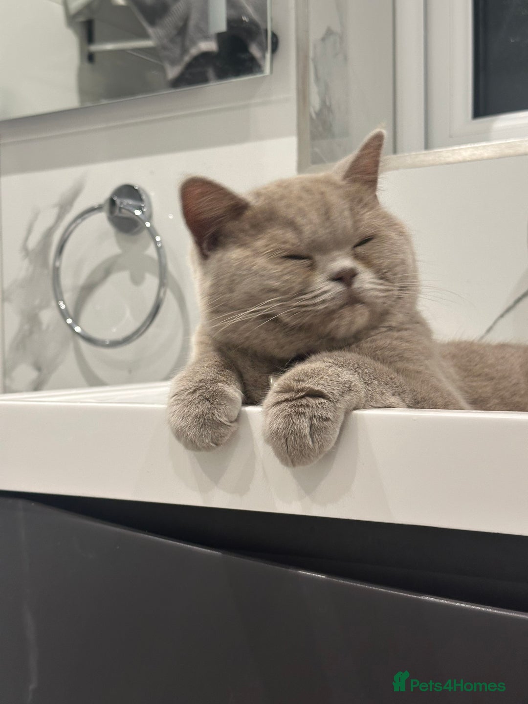 British Shorthair cats for sale: FEMALE BRITISH SHORT HAIR  - Image 1