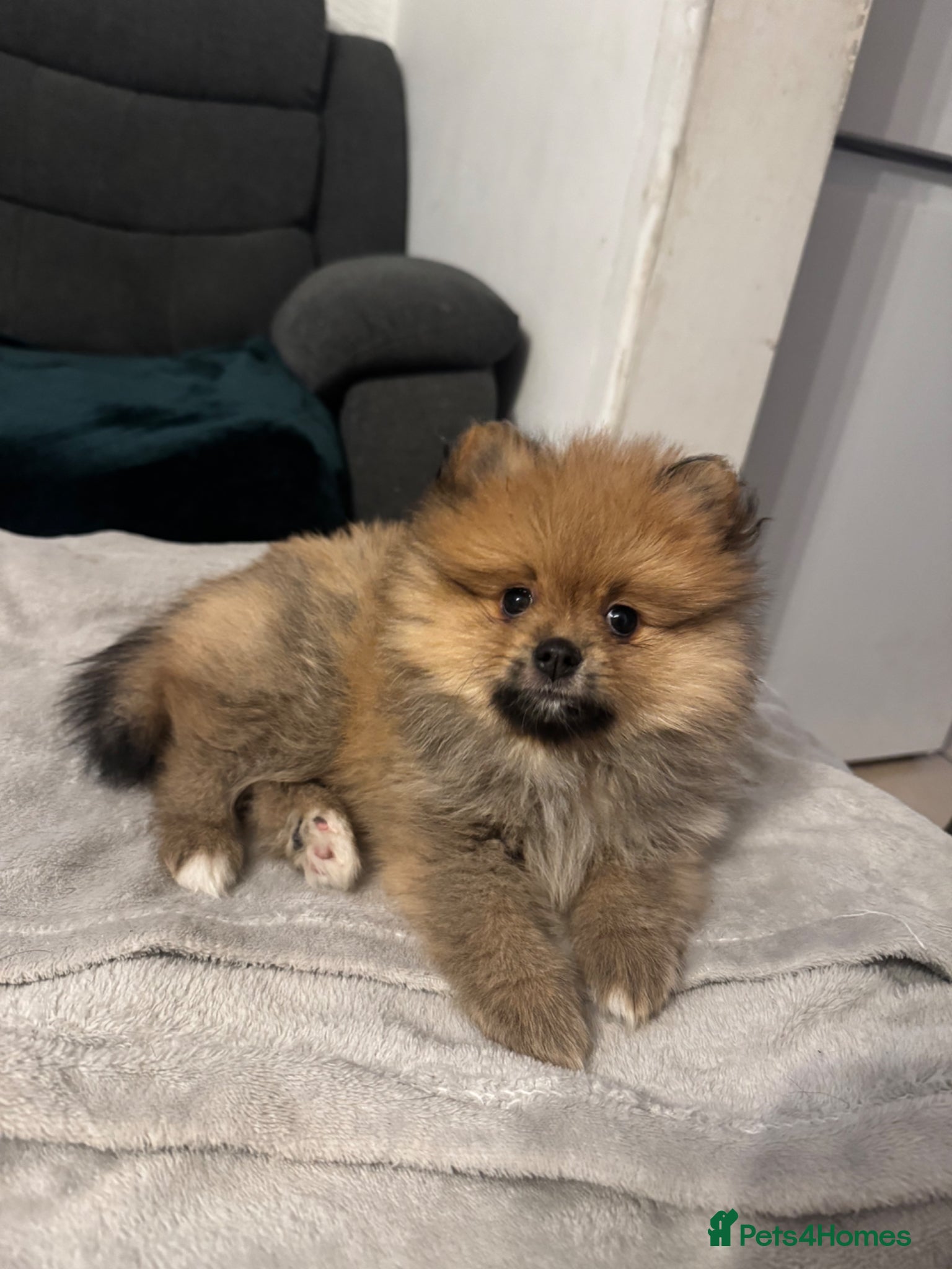 Pomeranian dogs ⭐️teddy bear Pomeranian ⭐️ - Advert 2