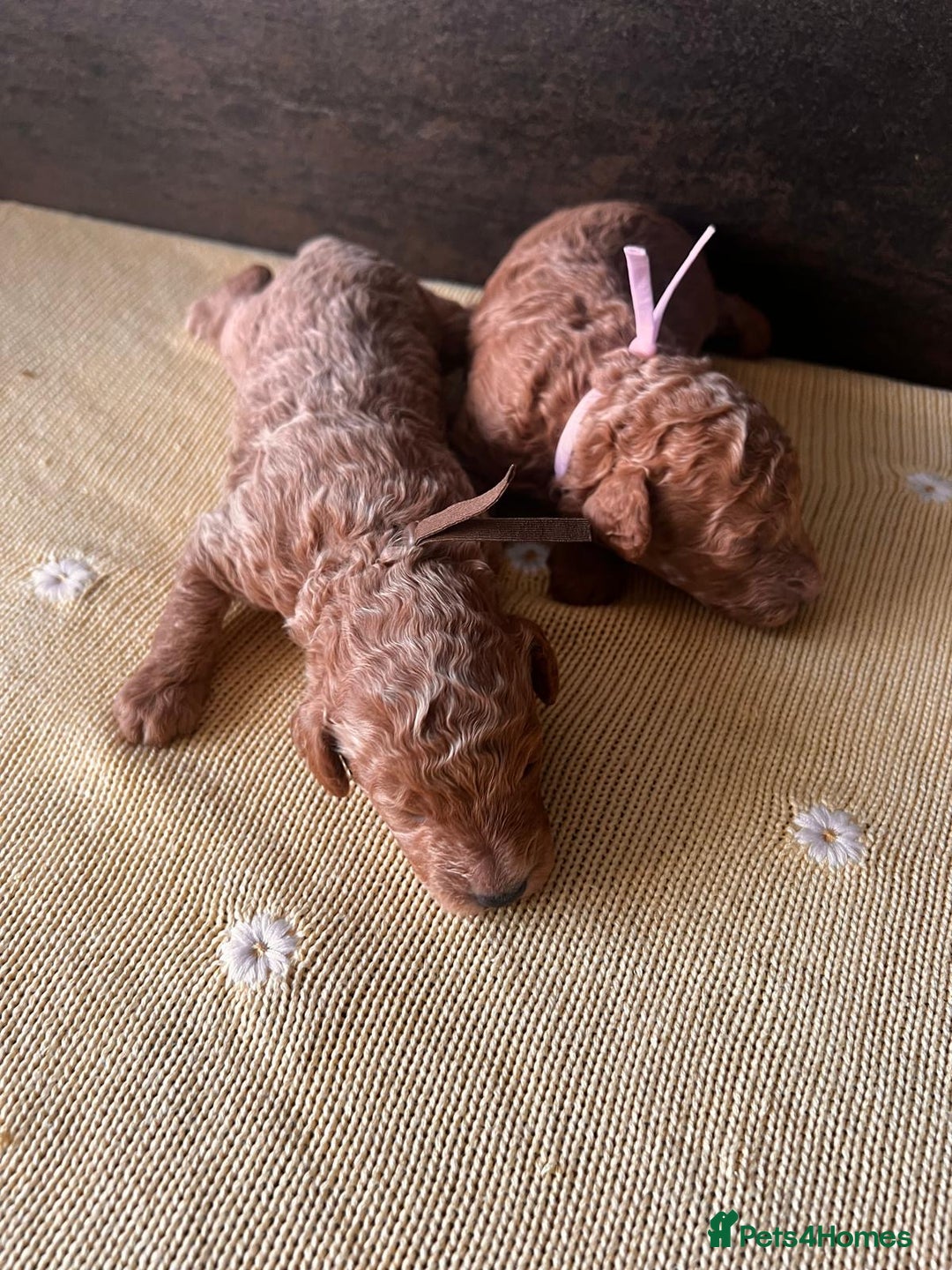 Toy Poodle dogs for sale: 🤎🐾 Beautiful Puppies Available 🤎🐾 - Advert 3