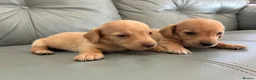 Miniature Dachshund dogs for sale: 🏆💙💖 KC REG 5 STAR BREEDER💙💖🏆CREAM - Advert 9