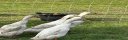 Ducks poultry for sale: 3 female 1 male runner ducks  - Advert 2