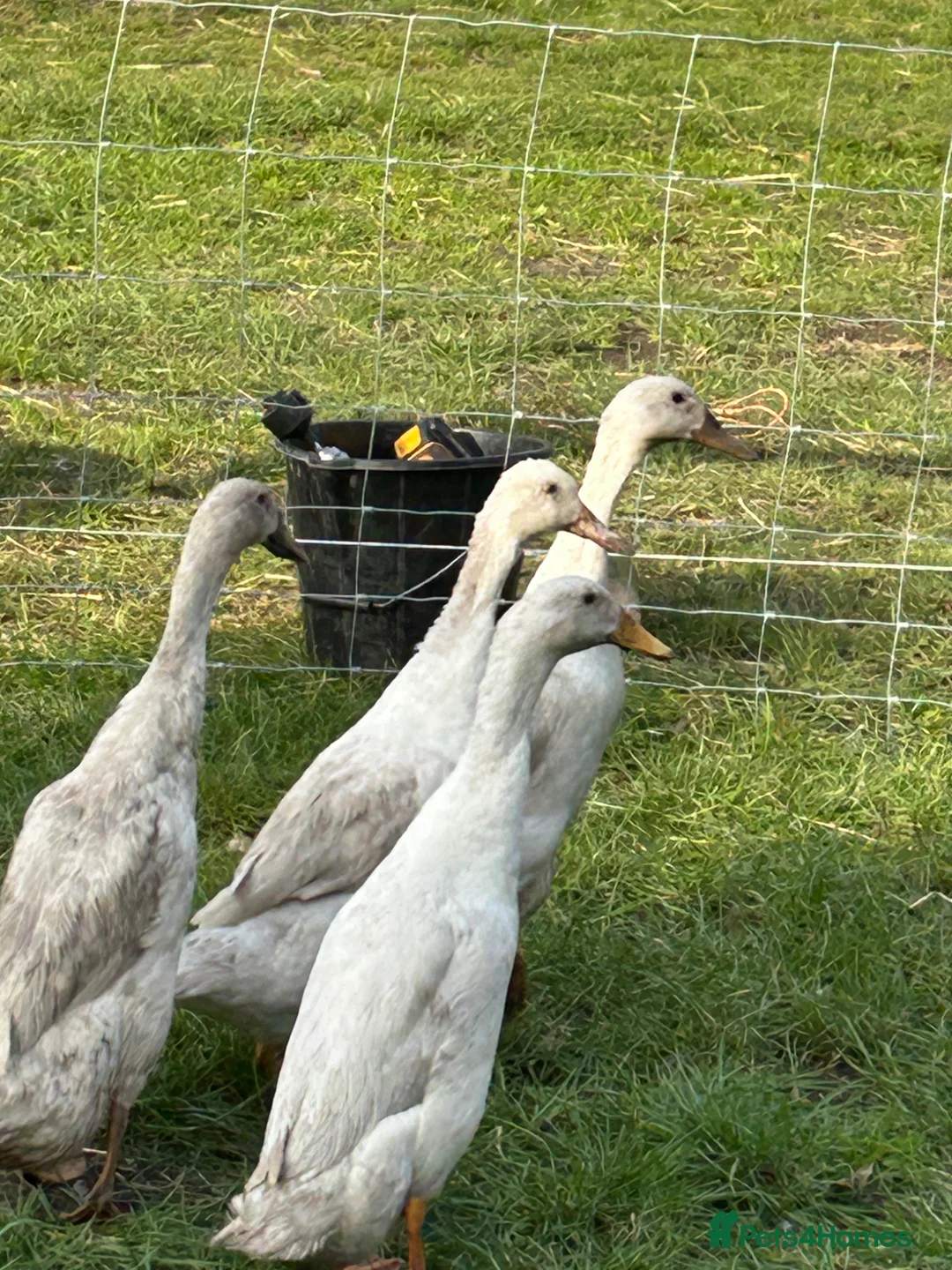 Ducks poultry for sale: 3 female 1 male runner ducks  - Advert 2