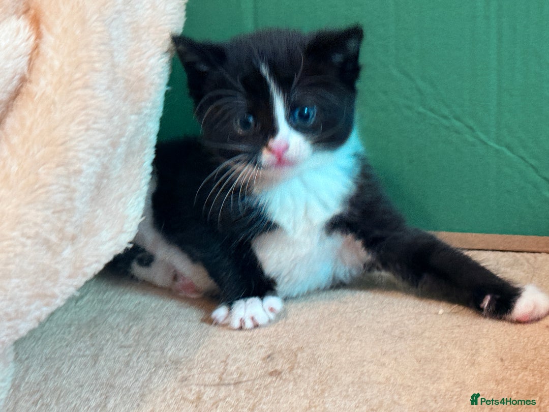 Mixed Breed cats for sale: 4 Beautiful TUXEDO Kittens Available <3 - Advert 11
