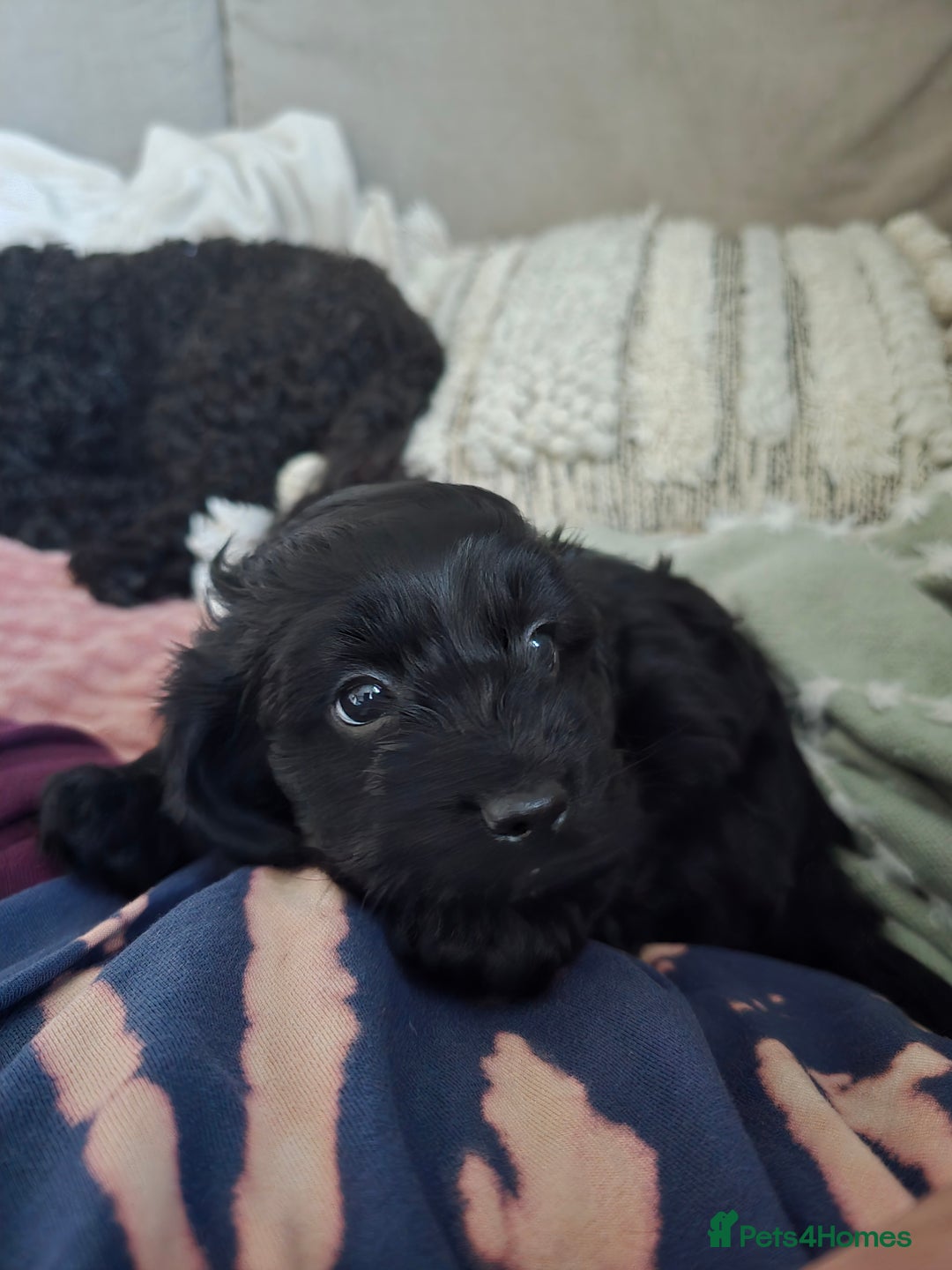 Shihpoo dogs for sale: 5 beautiful Shihpoo puppies - Advert 21