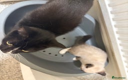 Mixed Breed cats for sale: Female kitten  - Image 5