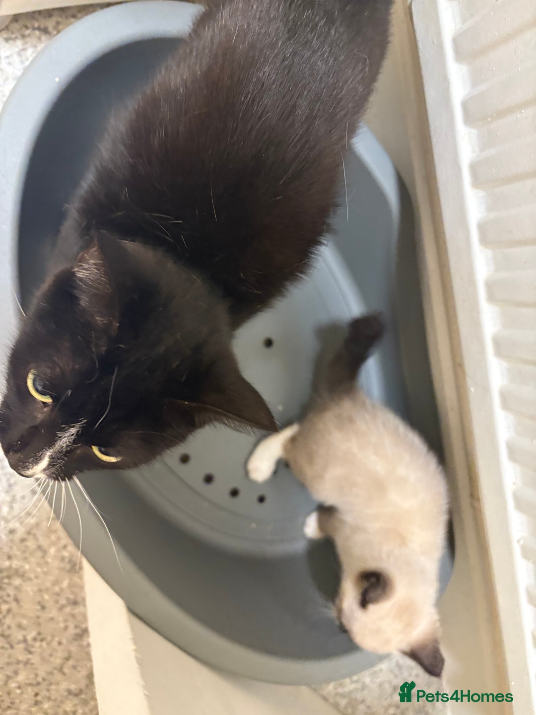Mixed Breed cats for sale: Female kitten  - Image 5