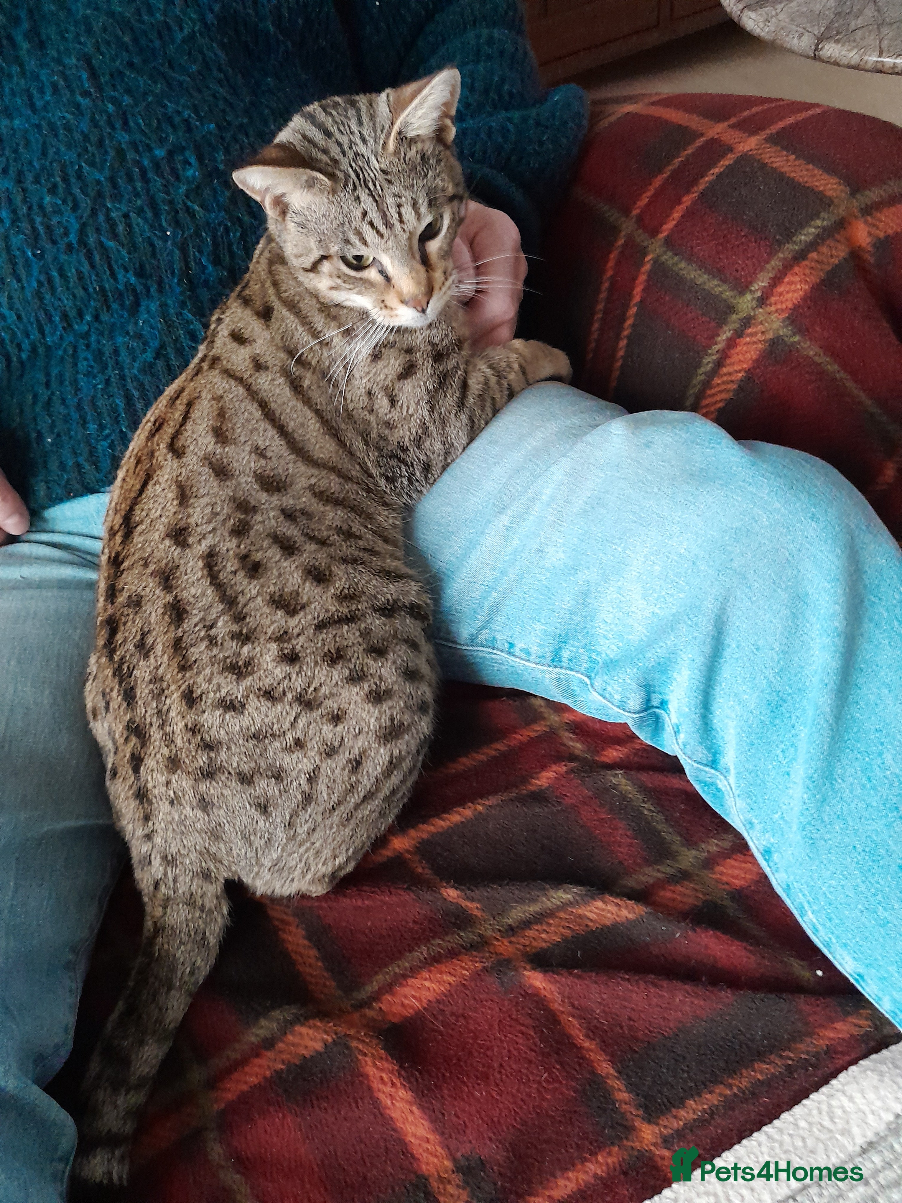 Savannah cats TICA Reg Full Pedigree F3 Savannah Lady - Advert 13
