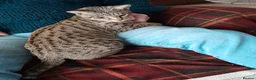 Savannah cats for sale: TICA Reg Full Pedigree F3 Savannah Lady - Advert 2