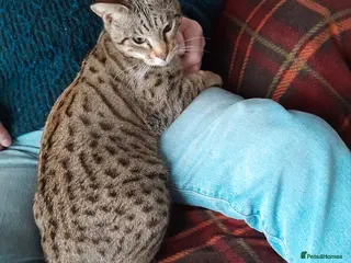 Savannah cats TICA Reg Full Pedigree F3 Savannah Lady - Advert 13