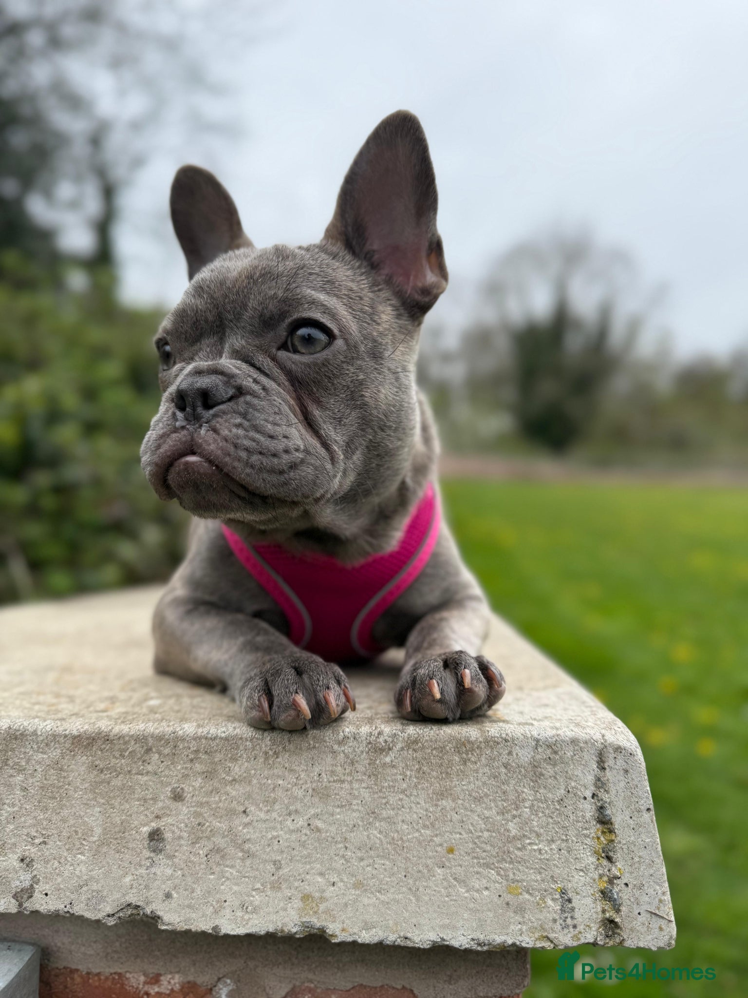 French Bulldog dogs Millie Rose  - Advert 2