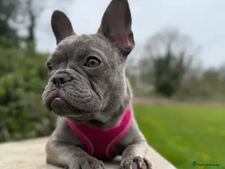 French Bulldog dogs Millie Rose - Advert 5