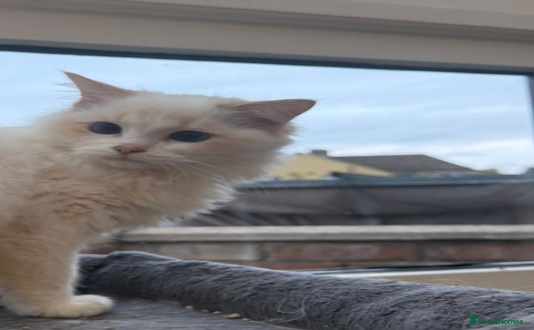 Ragdoll cats - Advert 15