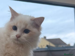 Ragdoll cats for sale: GCCF Championship Line Ragdolls - Advert 2