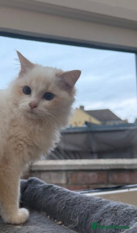 Ragdoll cats - Advert 1