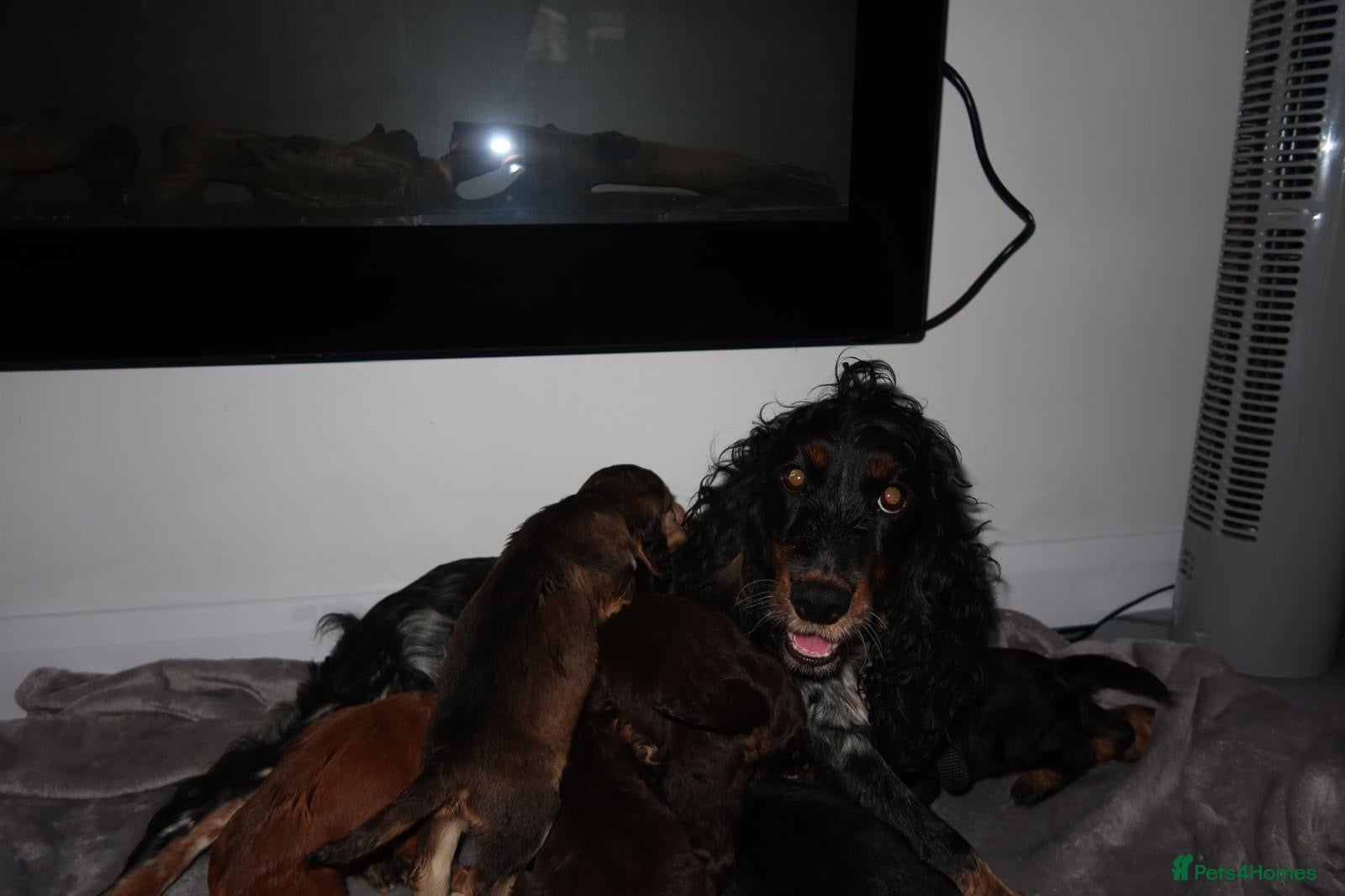 Cocker Spaniel dogs 4Girls 2Boys Cockerspaniel puppy’s for sale - Advert 1