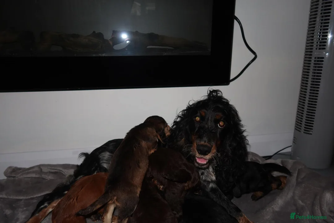 Cocker Spaniel dogs for sale: 4Girls 2Boys Cockerspaniel puppy’s for sale - Advert 1