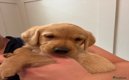 Labrador Retriever dogs for sale: Black/fox Labrador kc with 5 wks free insurance  - Image 20