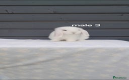 Mini Lop rabbits for sale: Gorgeous mini lop rabbits ready now  - Image 18