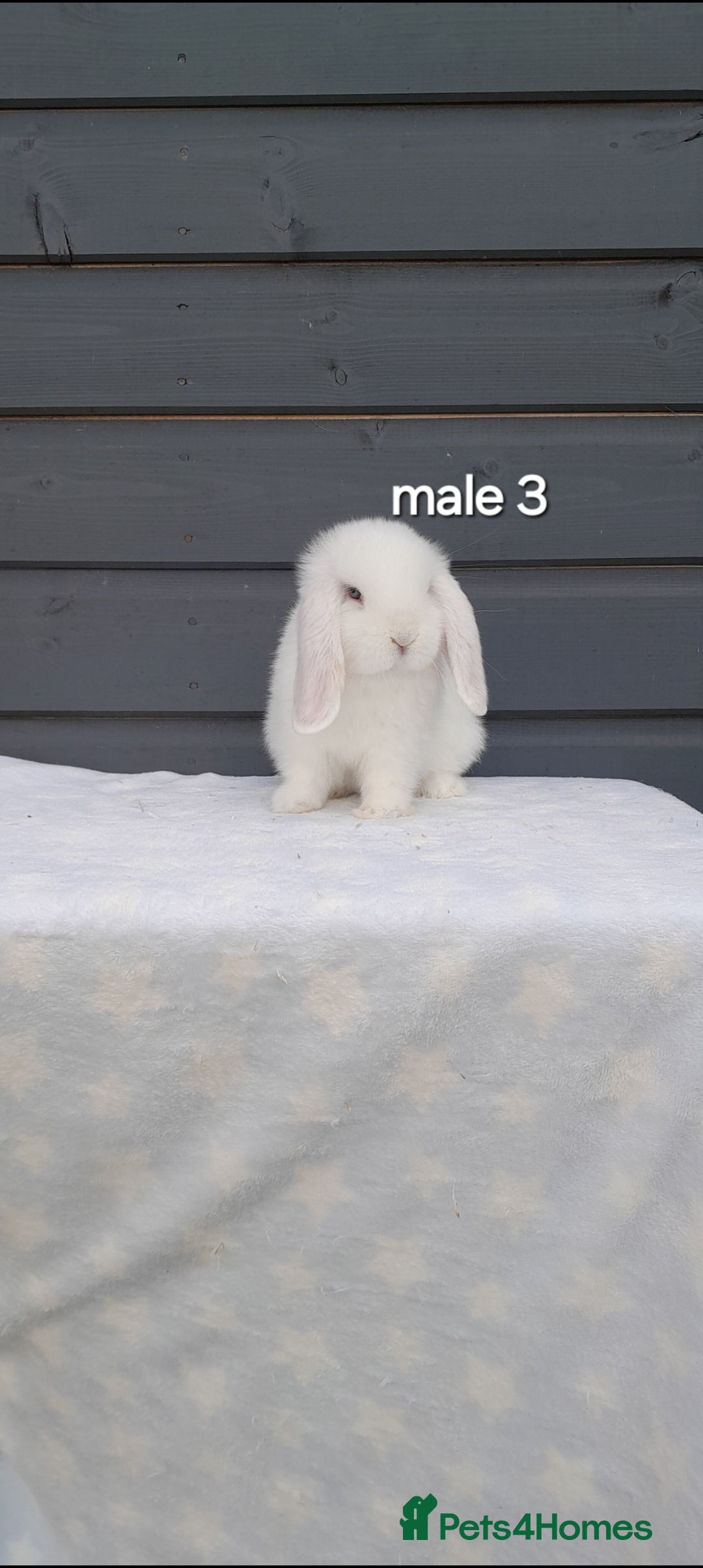 Mini Lop rabbits for sale: Gorgeous mini lop rabbits ready now  - Image 18