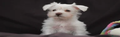 REHOMED - Puppy 4 - White Girl
