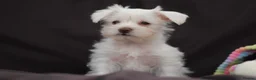 Miniature Schnauzer dogs for sale: 🐾 CHOCOLATE GENE KC MINIATURE SCHNAUZER 🐾 - Advert 19