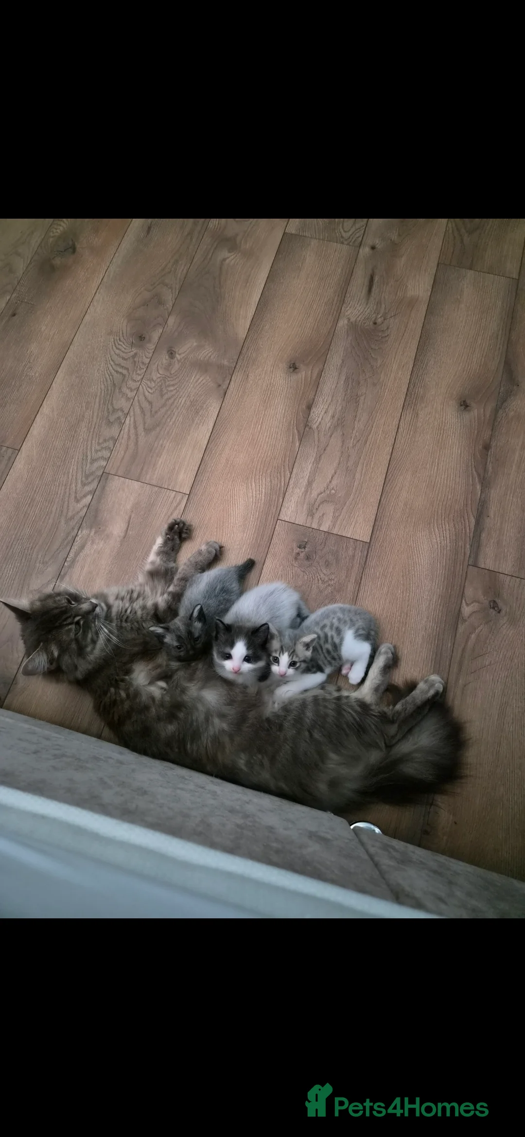 Mixed Breed cats for sale: Adorable Half main coon kitten  - Advert 2