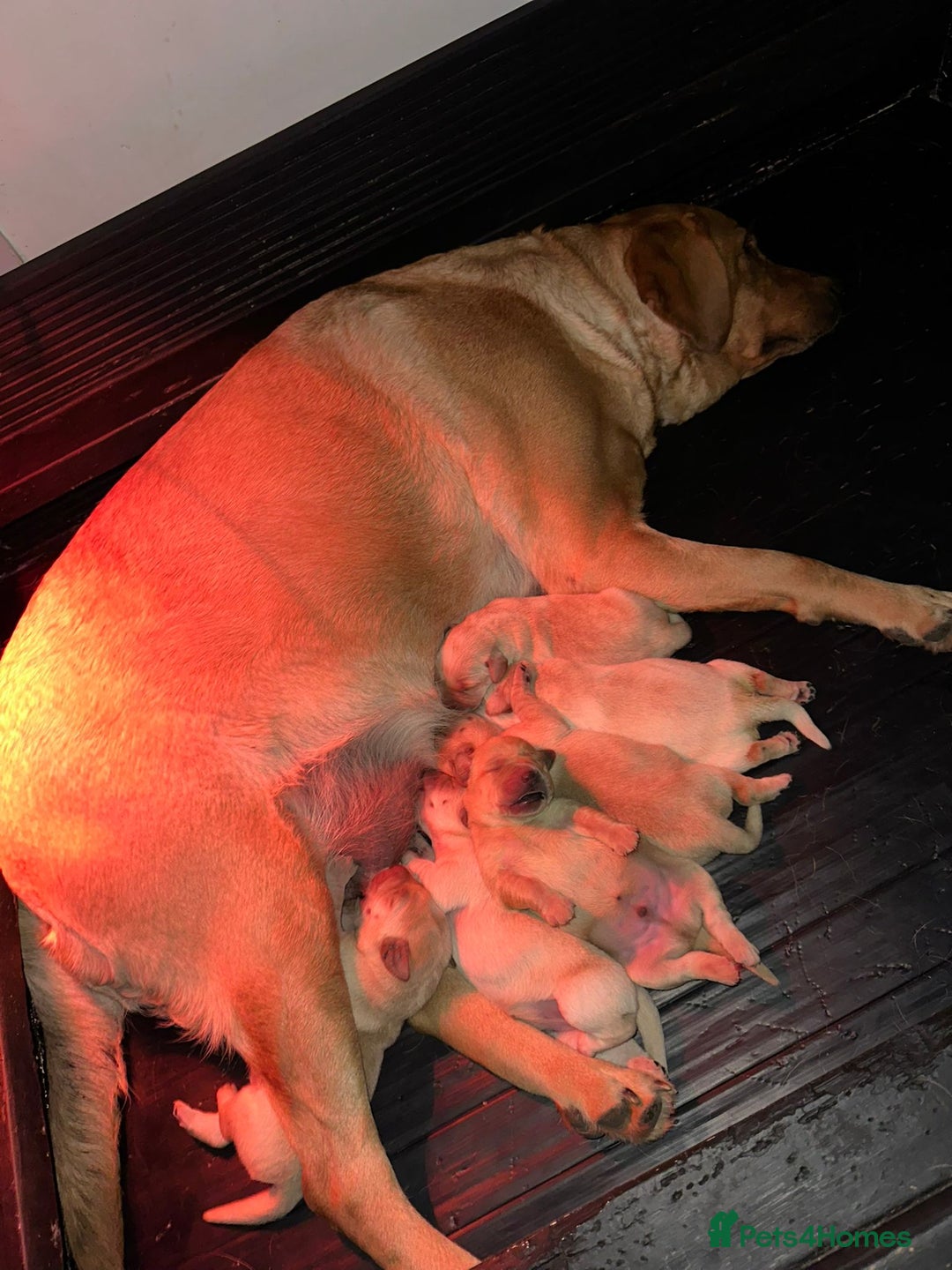 Labrador Retriever dogs for sale: Labrador puppies for sale - Advert 1