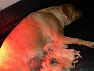 Labrador Retriever dogs Labrador puppies for sale - Advert 1