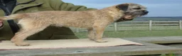 Border Terrier dogs for sale: Border terrier girls  - Advert 4