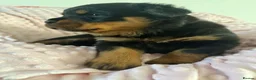 Rottweiler dogs for sale: Rottweiler puppies in Liskeard - Advert 3