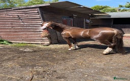 Welsh Section C horses for sale: colt for sale  - Image 2