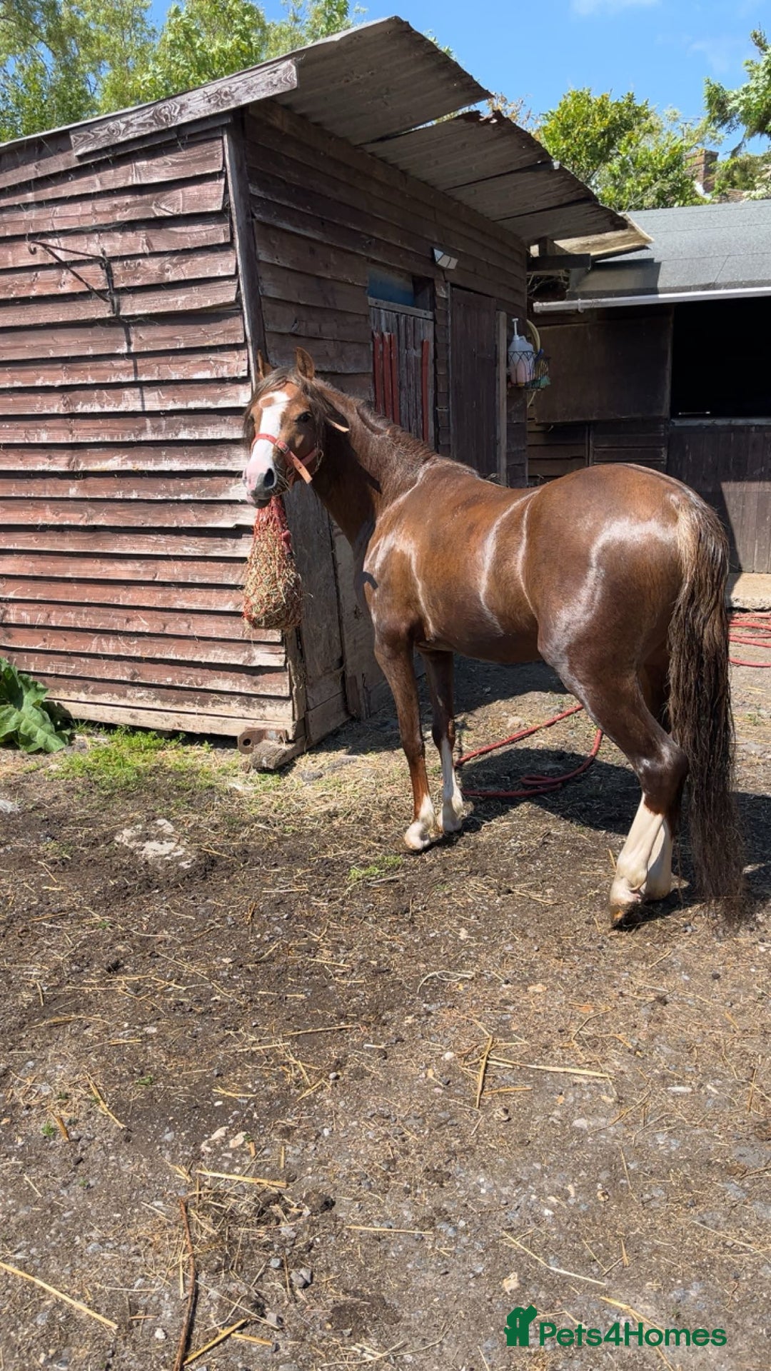 Welsh Section C horses for sale: colt for sale  - Image 2