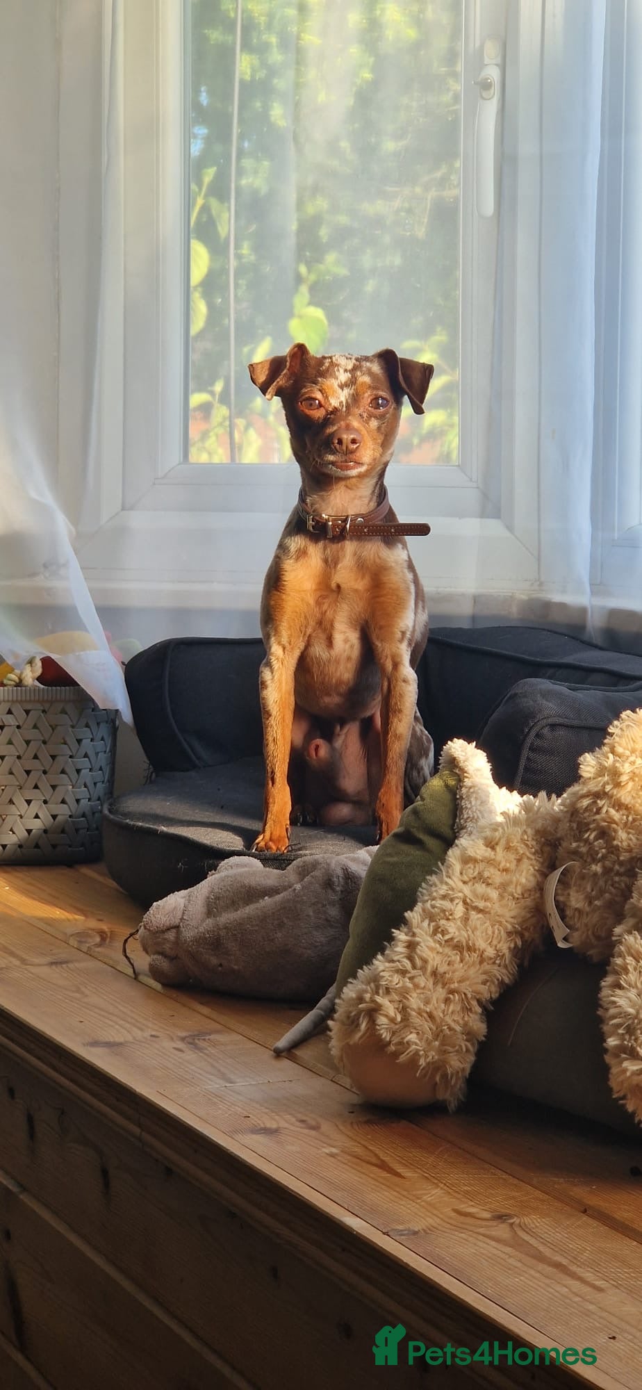 Russian Toy Terrier dogs PRAGUE RATTER boy for stud - Advert 1